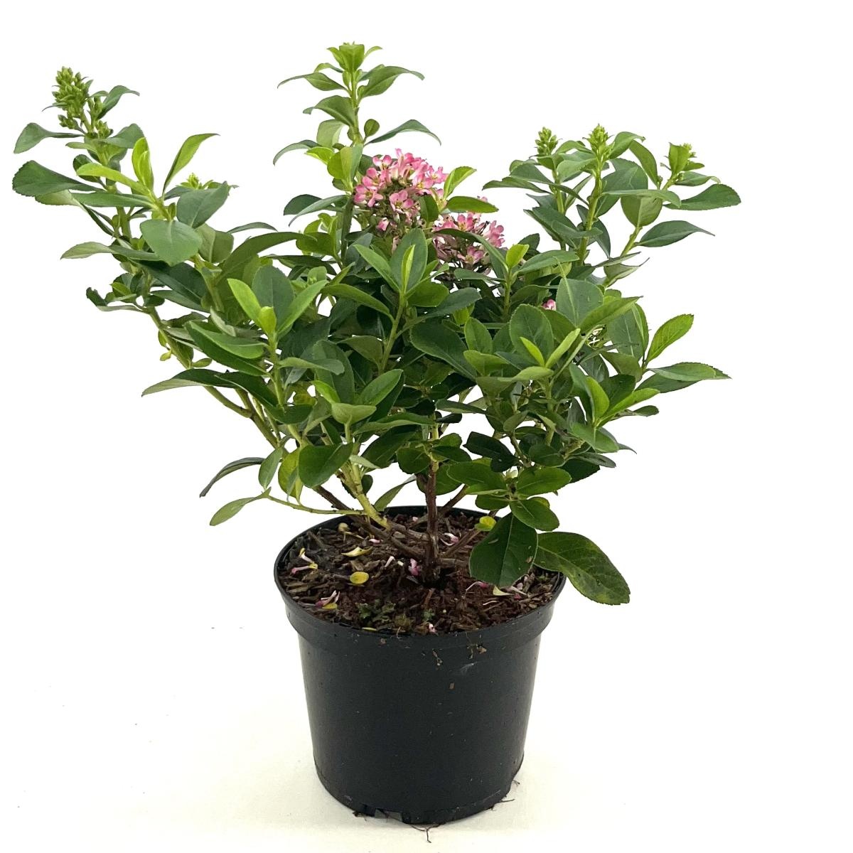 Escallonia laevis Pink Elle, D 17