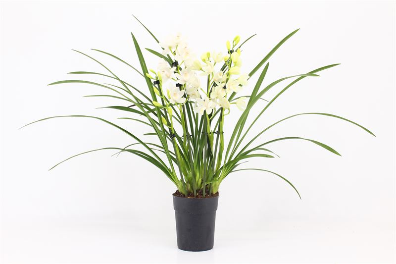 Cymbidium p14 Ice Dance 4T, D 14