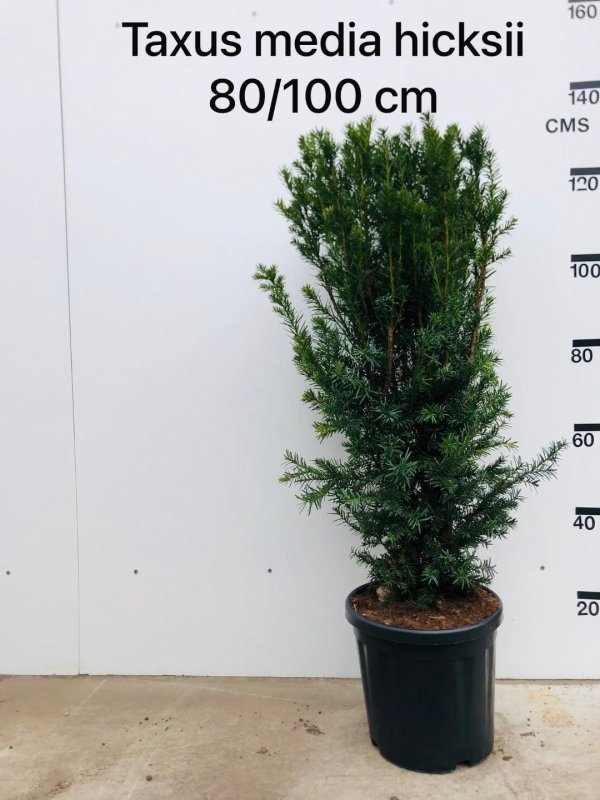 Taxus media 'Hicksii', struik, D 30