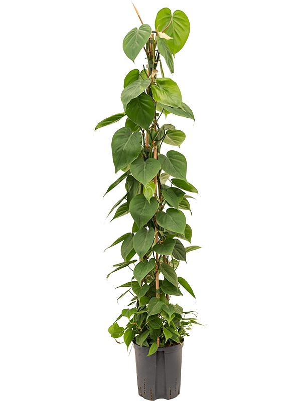 Philodendron scandens, D 18