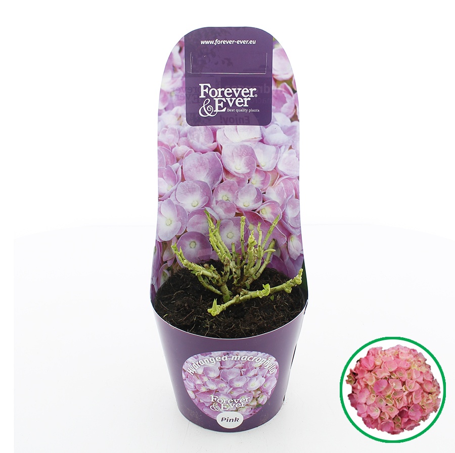 Hydrangea macr. Forever & Ever® Roze C2 (17cm.) Potcover, D 17