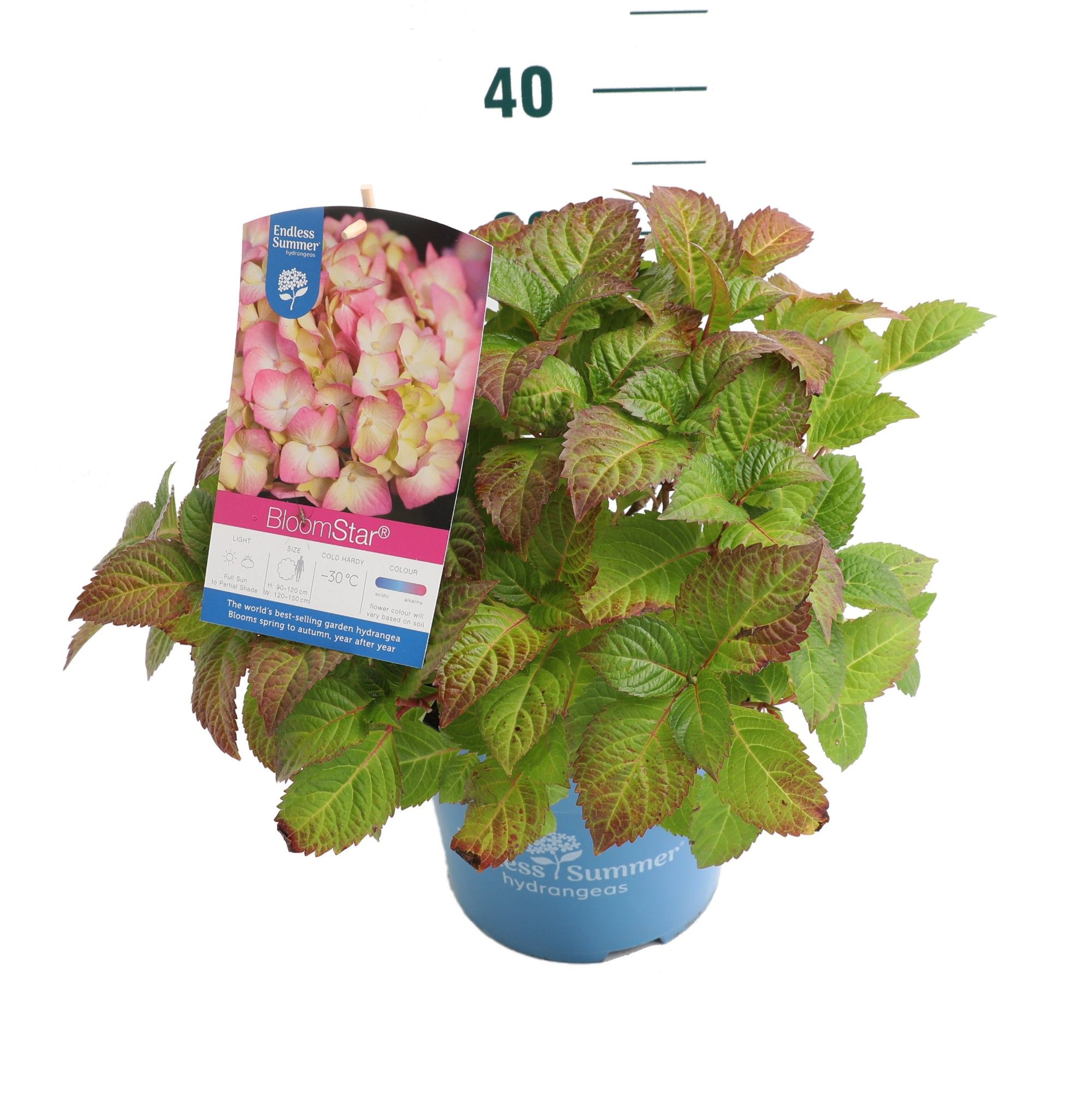 Hydrangea 'BloomStar Pink' - P23 - Endless Summer, D 23 cm