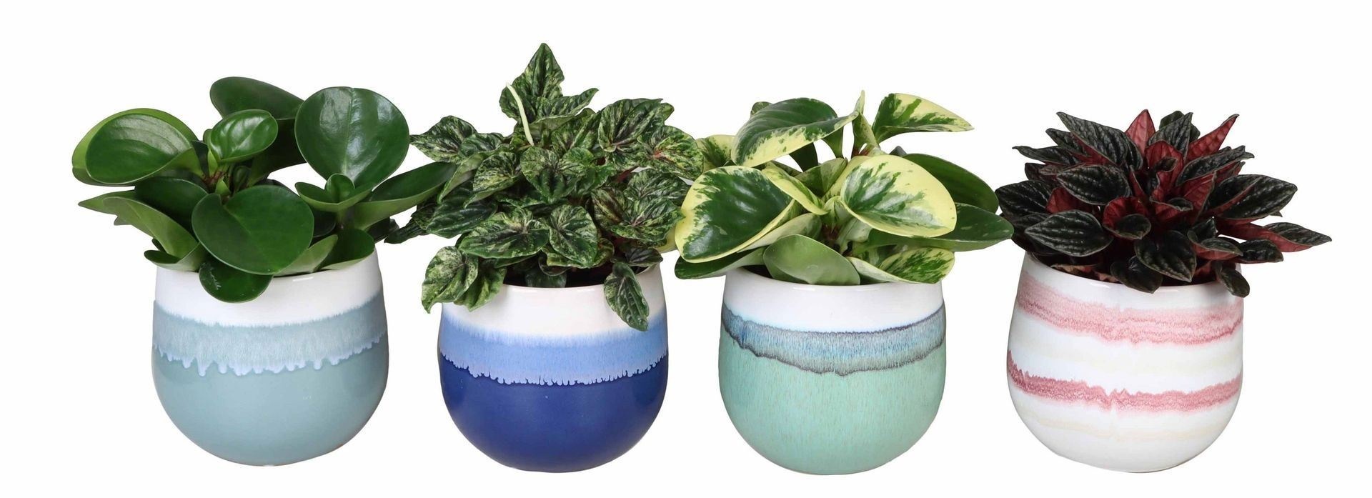 L 67328 with Peperomia Mix 12 cm, D 12