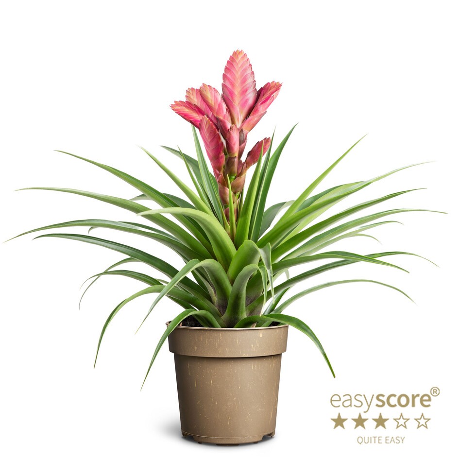 TILLANDSIA CYANEA 'AMIRA', D 11