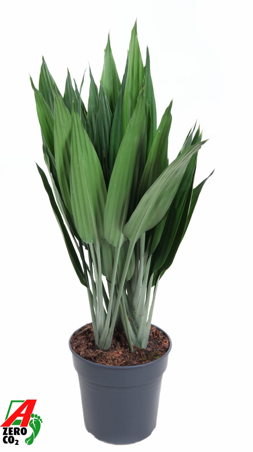 Dracaena Thaliodes P24, D 24