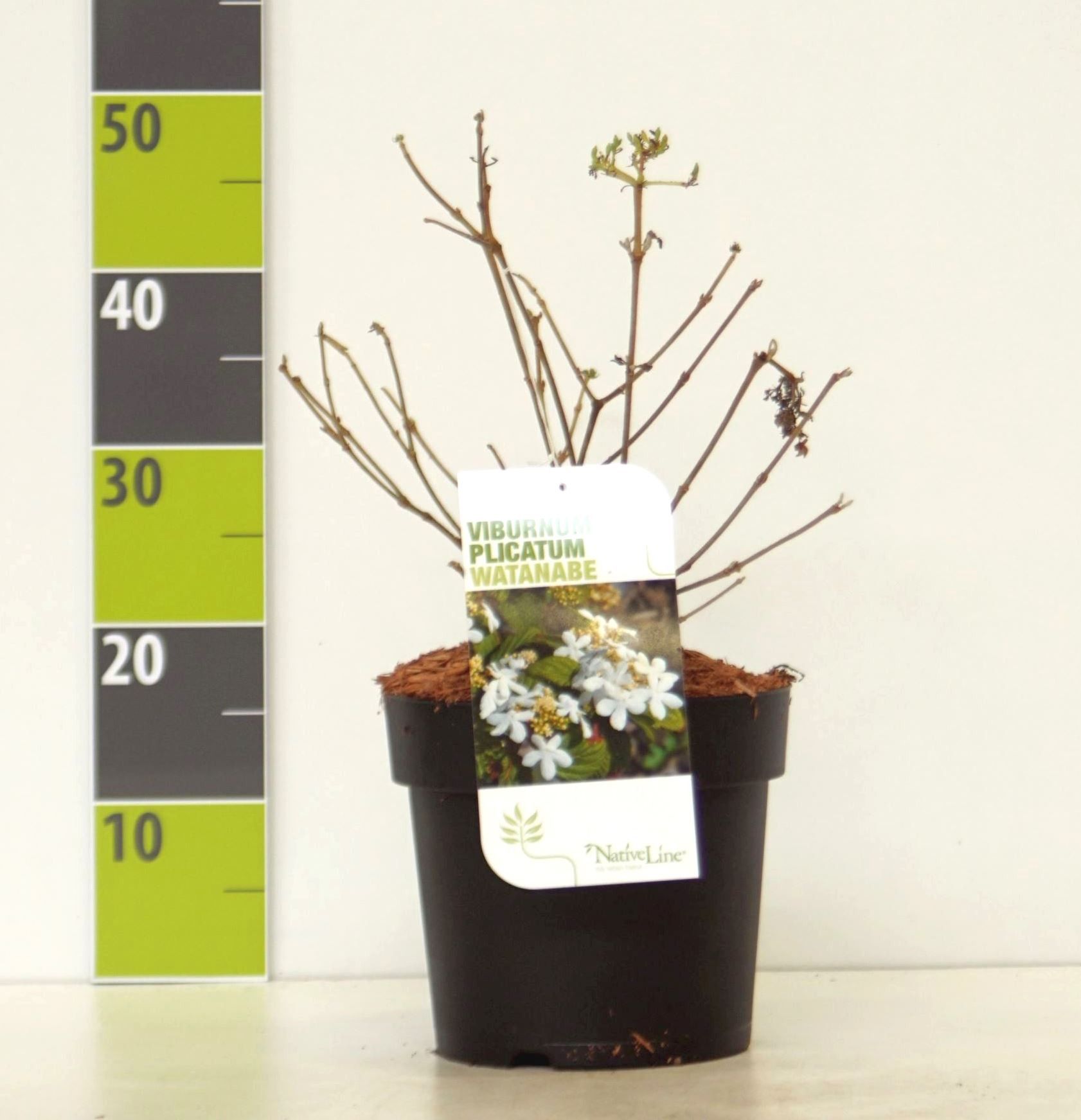 Viburnum plicatum 'Watanabe' C 4,6, D 23