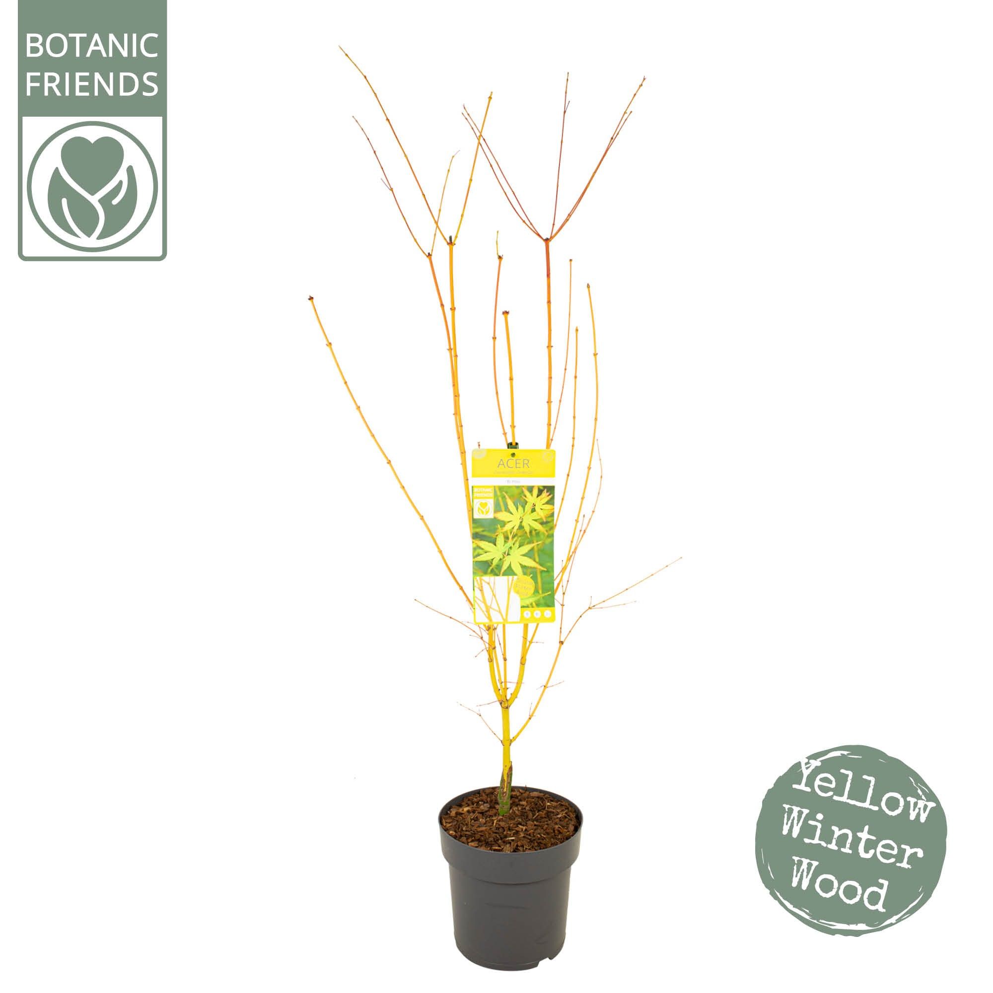 Acer palm. 'Bi hoo', D 24