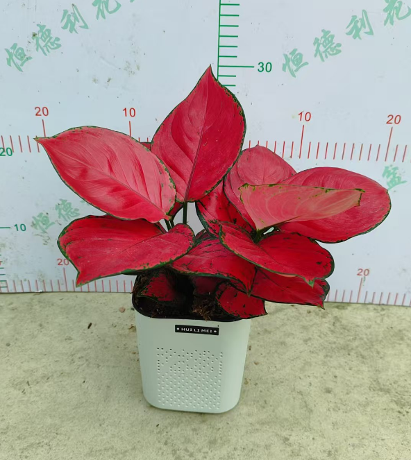 Аглаонема Зхи Ми Аудио Плантер виз Дабл Ред Просперити Плантс 14 28