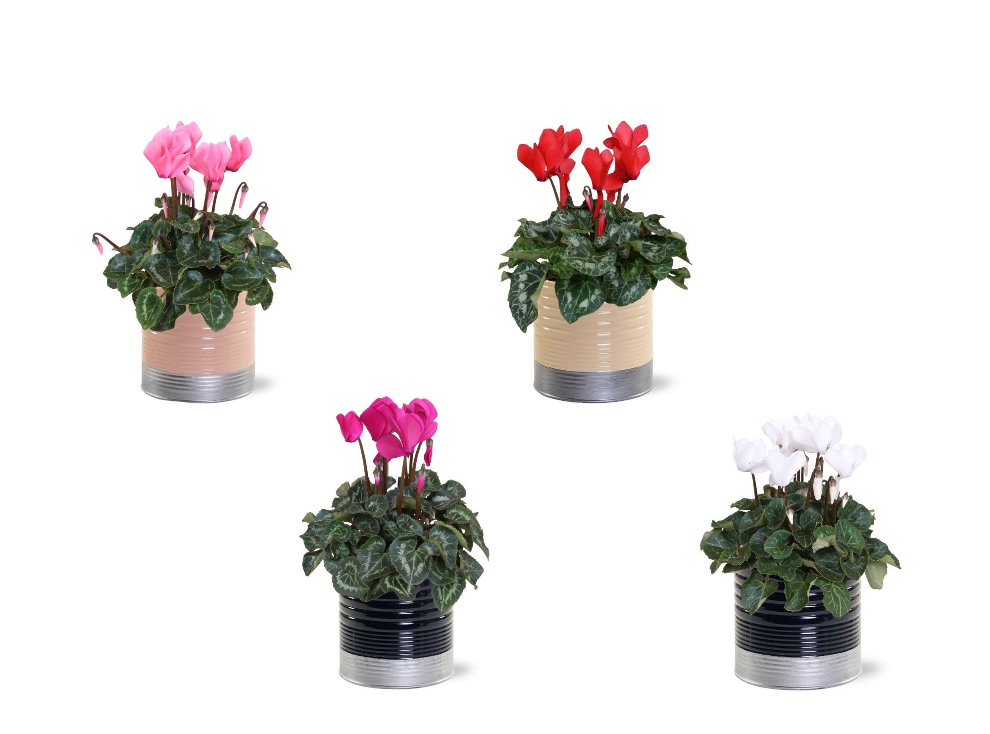 Collectie "Bubbles & wine" Cyclaam mix in zinken pot Nola, D 12