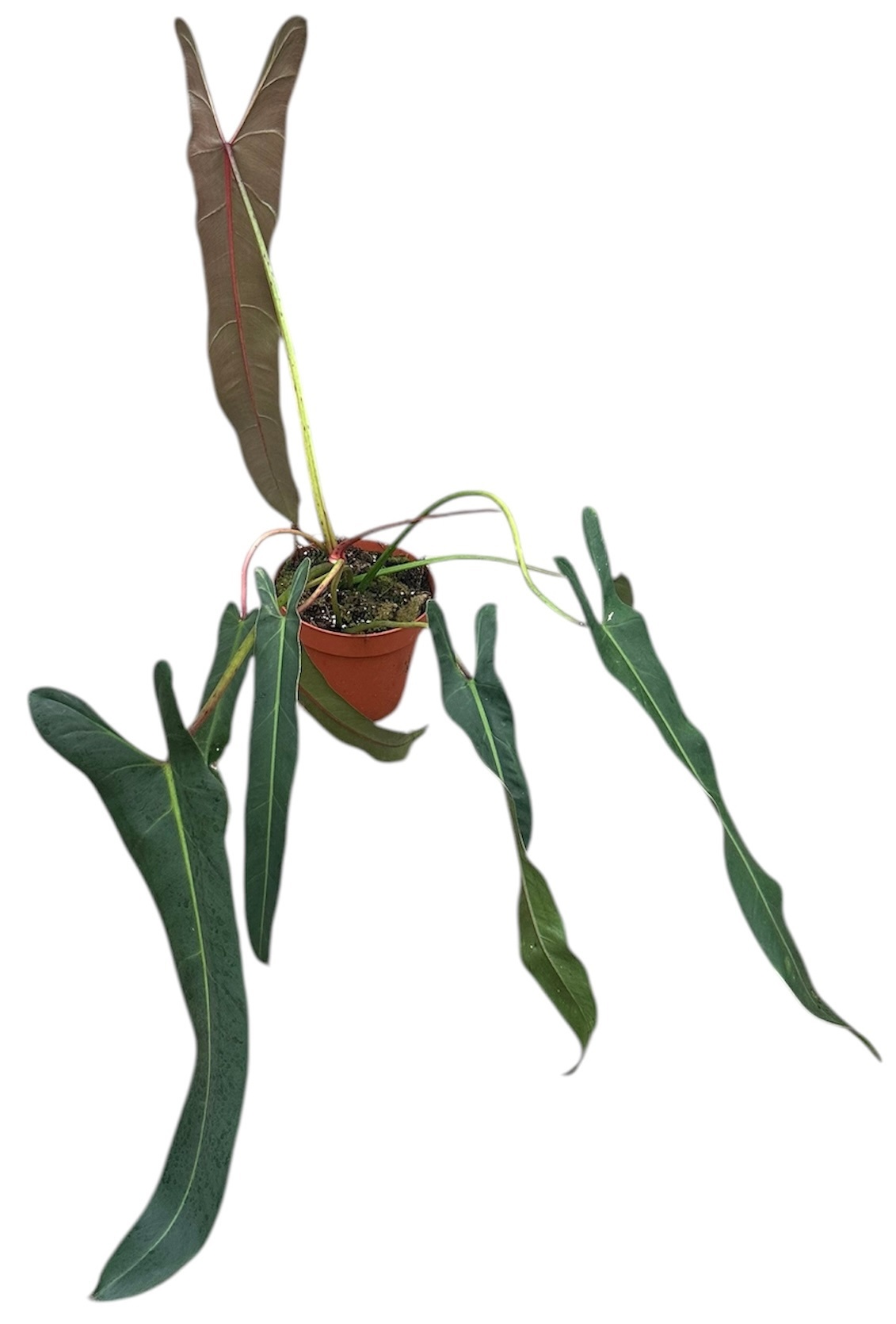 Philodendron Spiritus Sancti, D 17