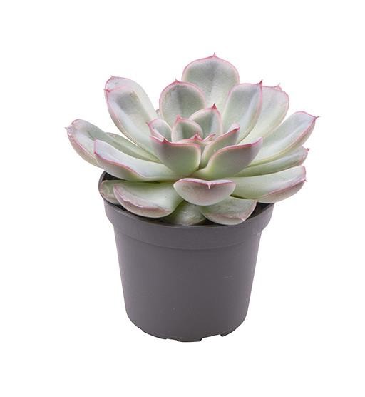 ECHEVERIA-HYBRID 'SHIRA', D 6 cm
