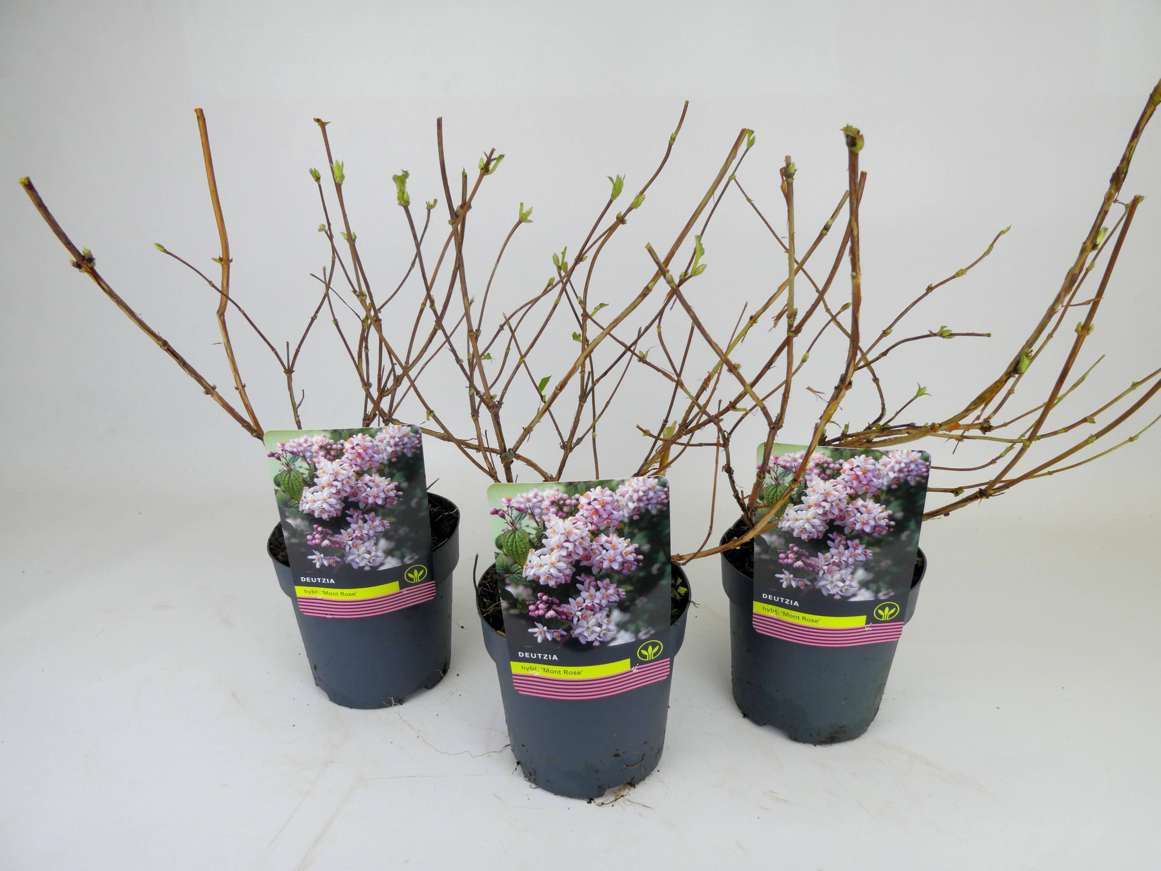 Deutzia 'Mont Rose', D 14