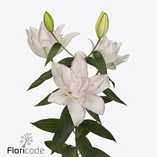 Лилия дв. Анушка 90, шт.