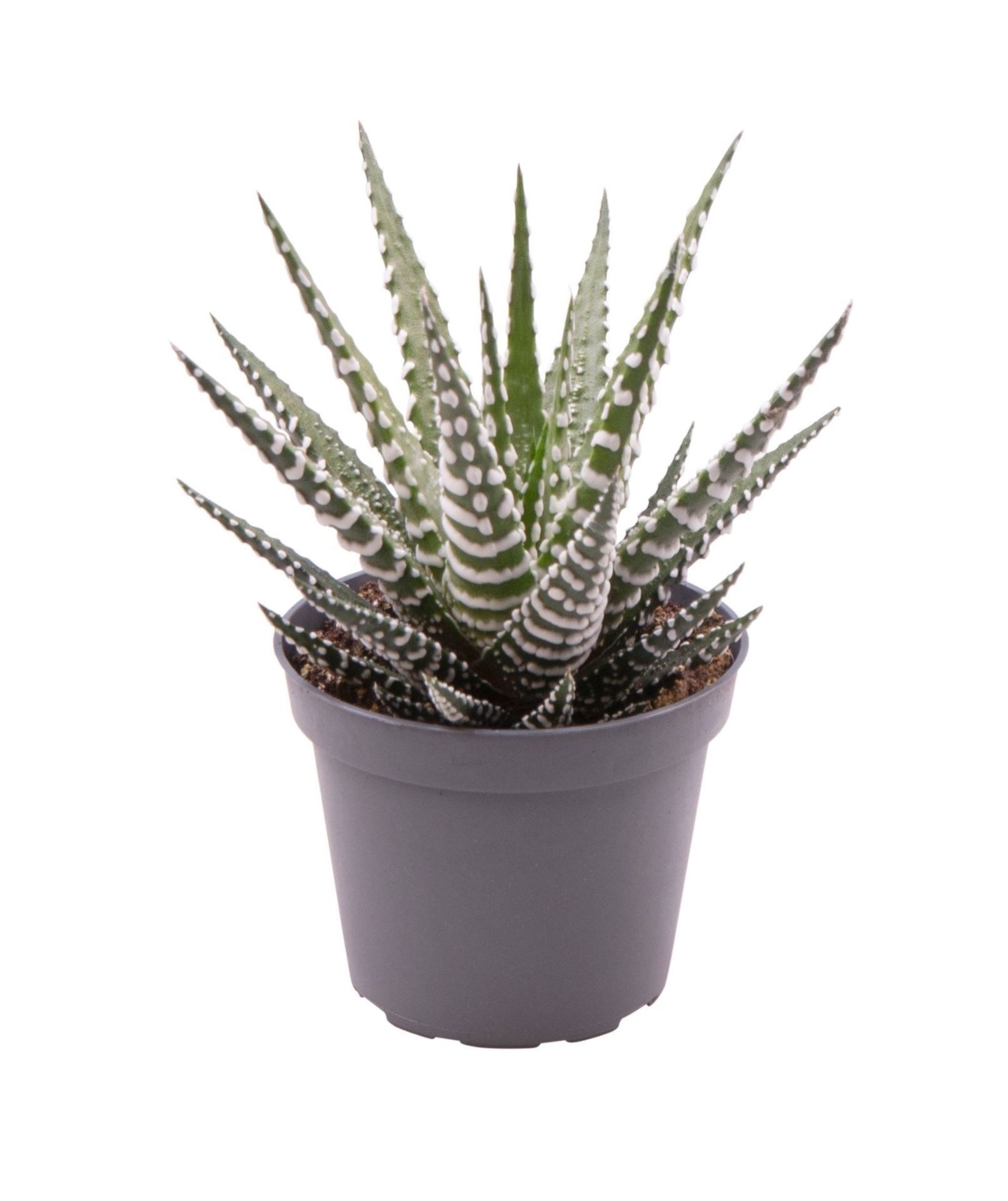 Haworthia Big Band, D 6