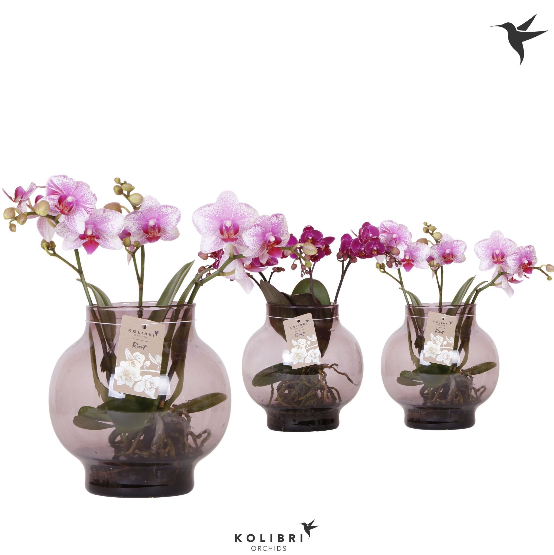 Kolibri Orchids Phalaenopsis Roots mix in glas bowl lila, D 16