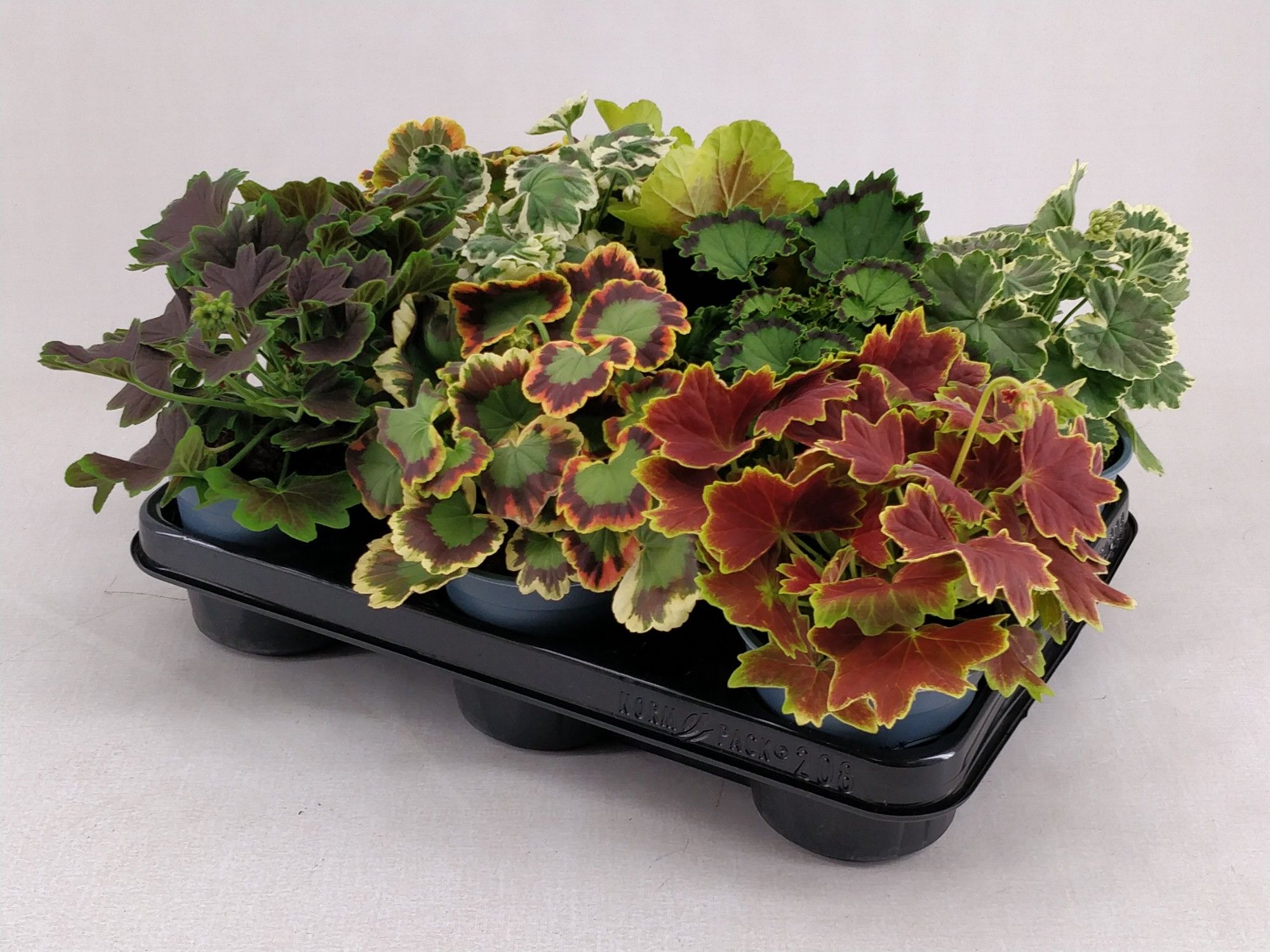 Bonte Geranium Mixlaag, D 10,5