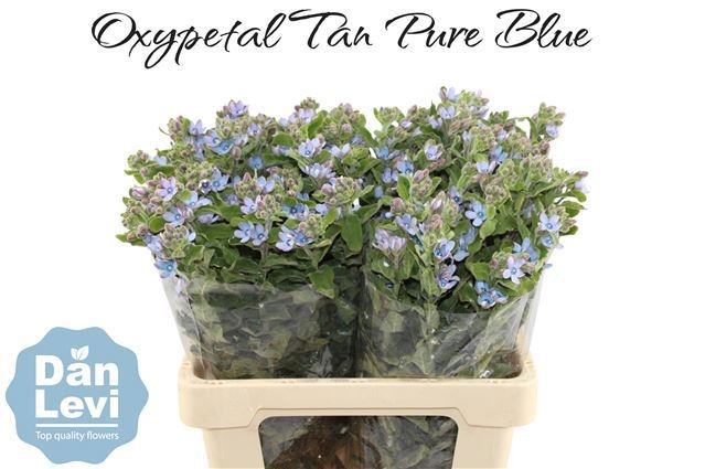 Оксипеталум Таниока Пьюр Блю 60 (голуб.), шт.