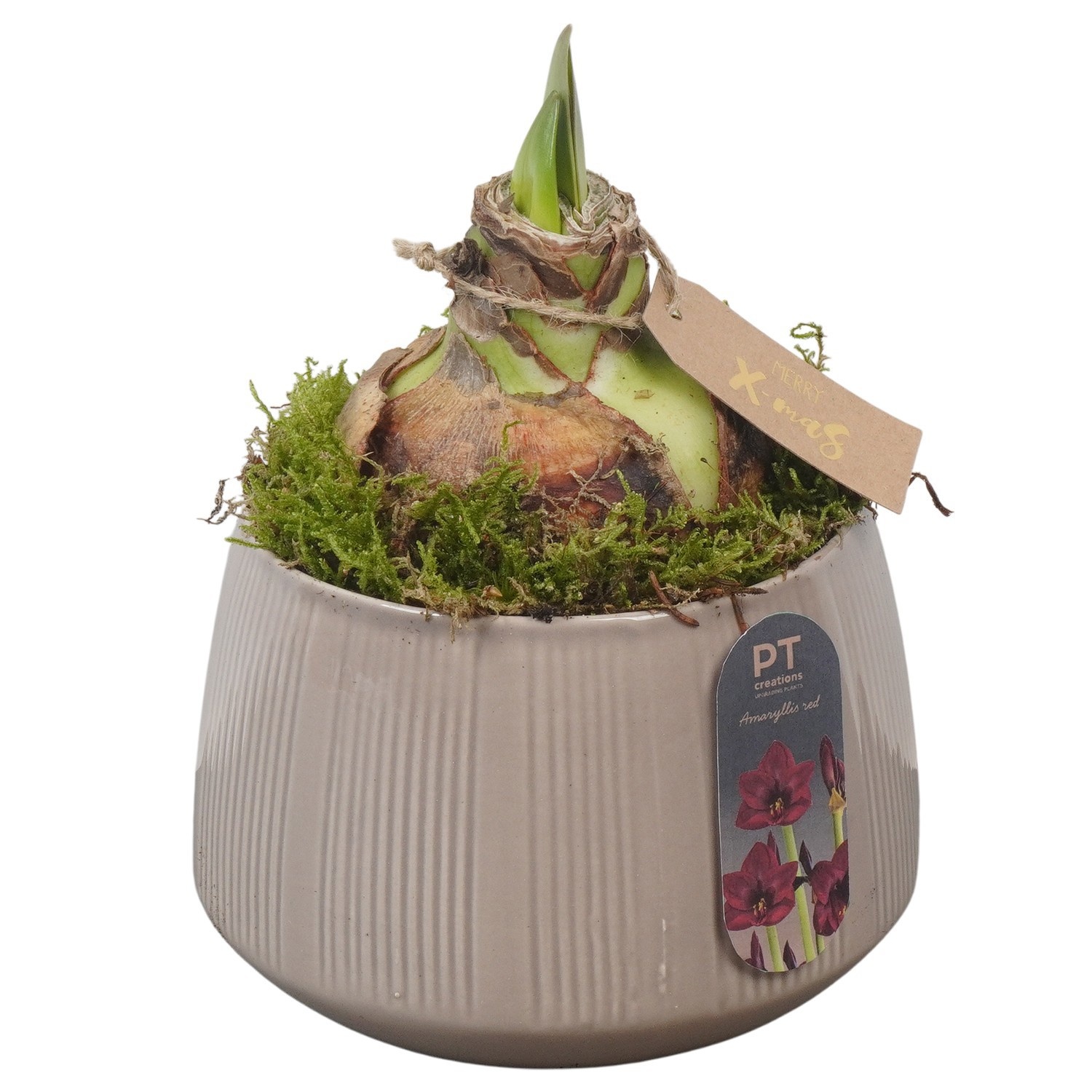 PTACH2509 Arrangement Amaryllis Christmas in keramiek pot, D 14
