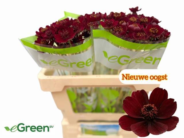 Космос Блэк Бьюти 50, шт.