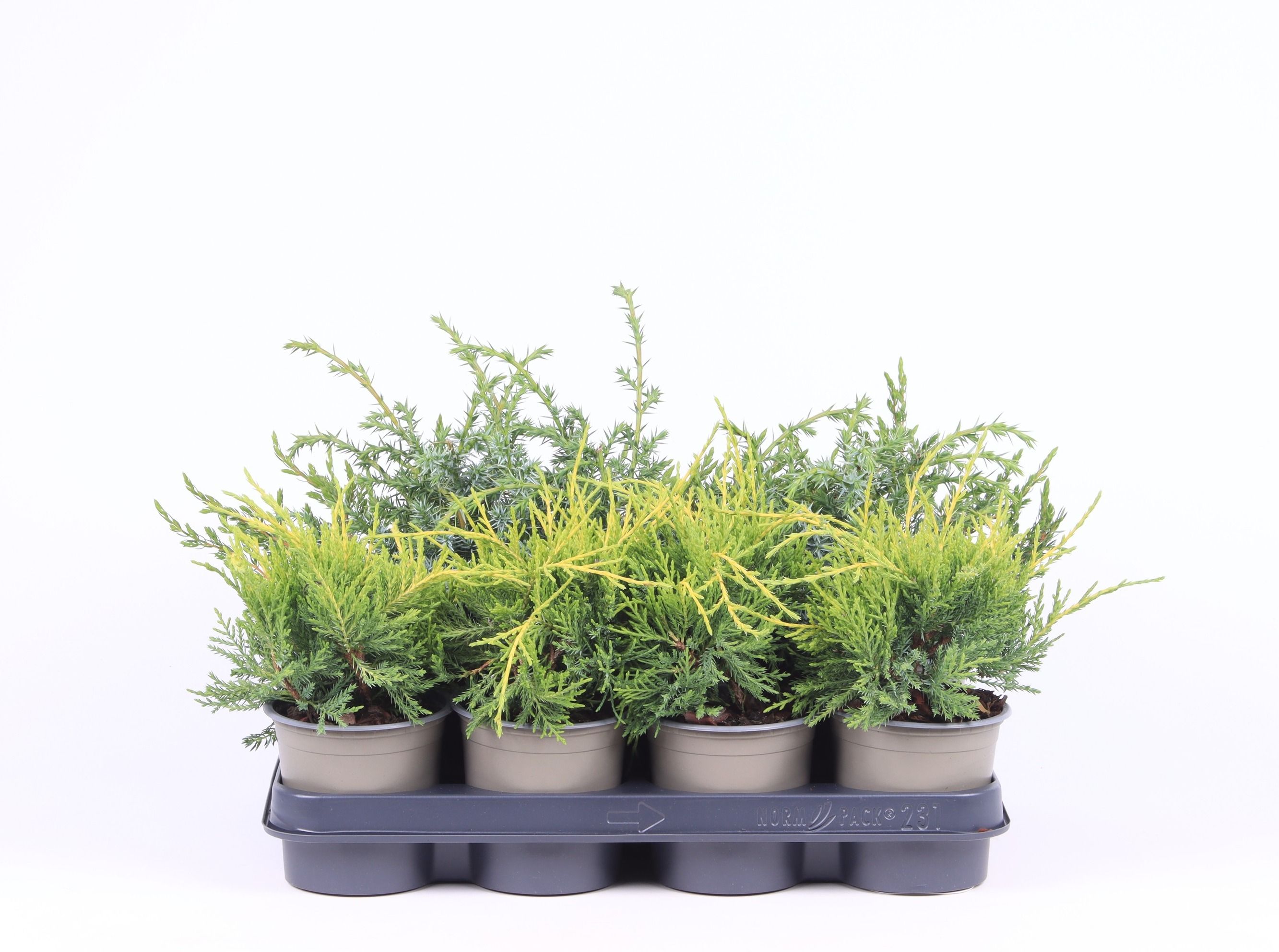 Juniperus gemengde bak, D 11 cm Juniperus gemengde bak, D 11 cm