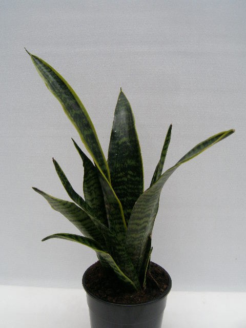 SANSEVIERIA TRIFASCIATA 'LAURENTII', D 12 cm SANSEVIERIA TRIFASCIATA 'LAURENTII', D 12 cm