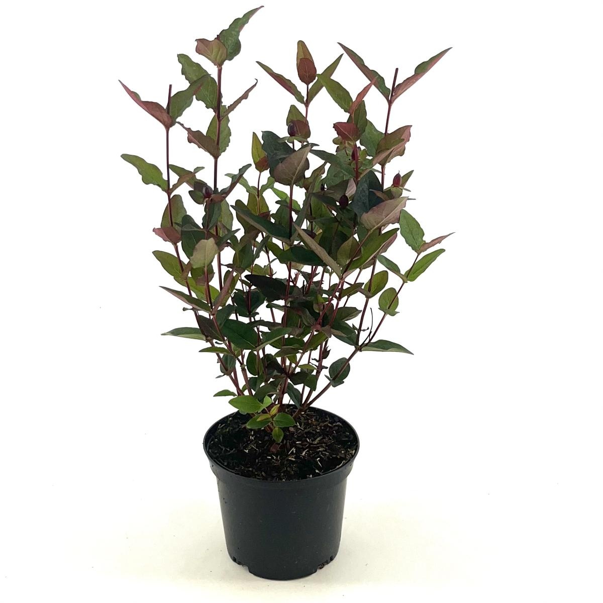 Hypericum Miracle Night, D 17