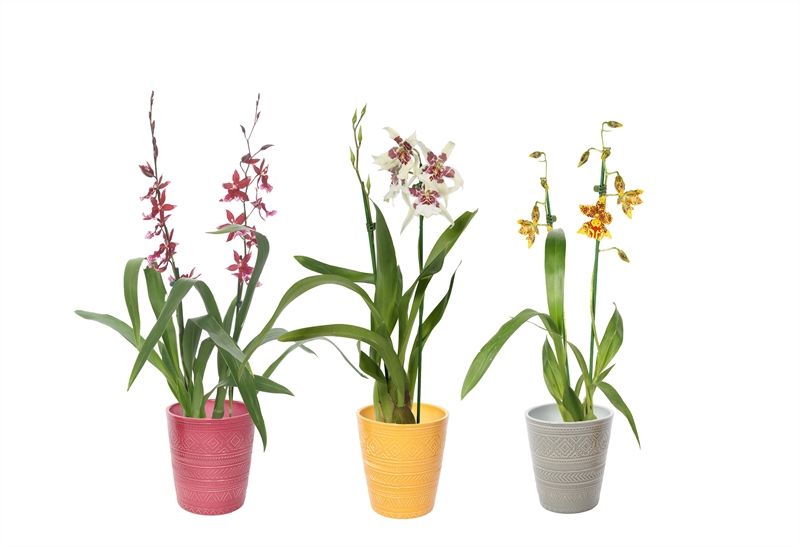 Zoe p12 tribal safari mix Cambria mix 2T12+, D 12 cm