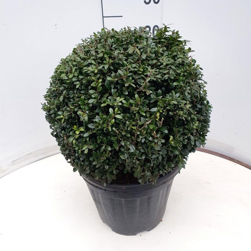 Ilex crenata 'Stokes', bol, D 29