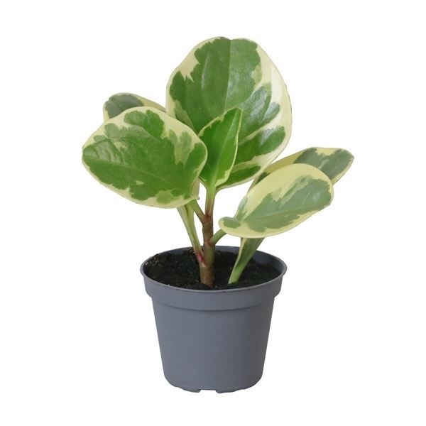 Peperomia Obtusifolia USA, D 6 cm Peperomia Obtusifolia USA, D 6 cm