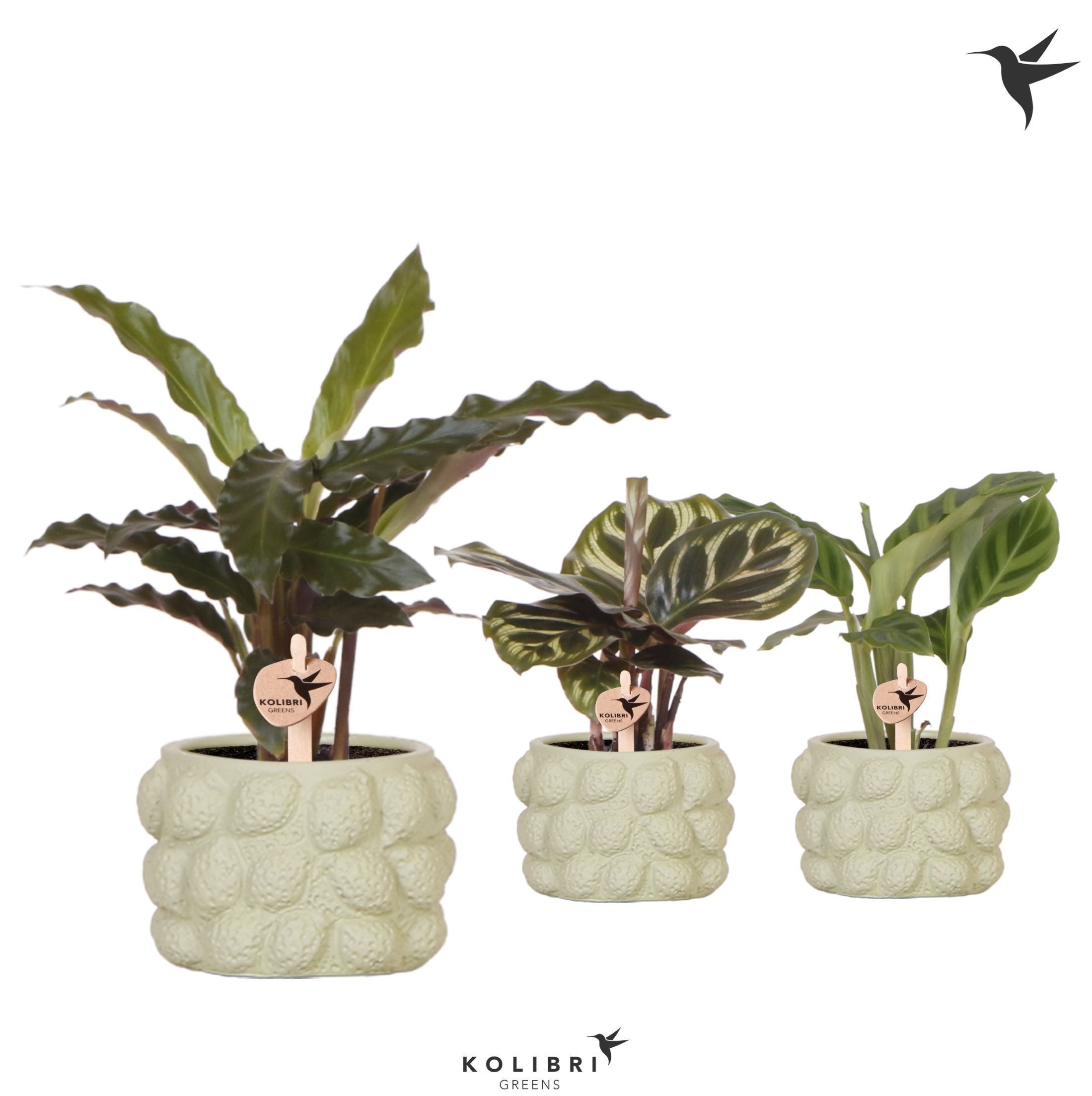 Kolibri Greens Calathea mix in Citrus pot green, D 6