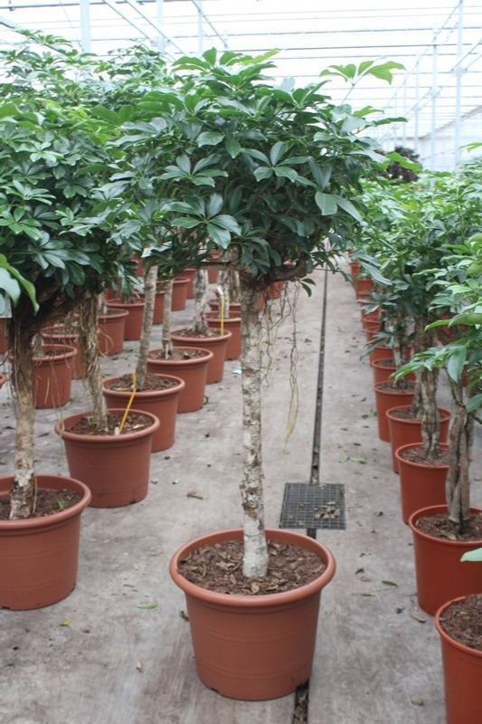 Schefflera arboricola 'Compacta', D 45