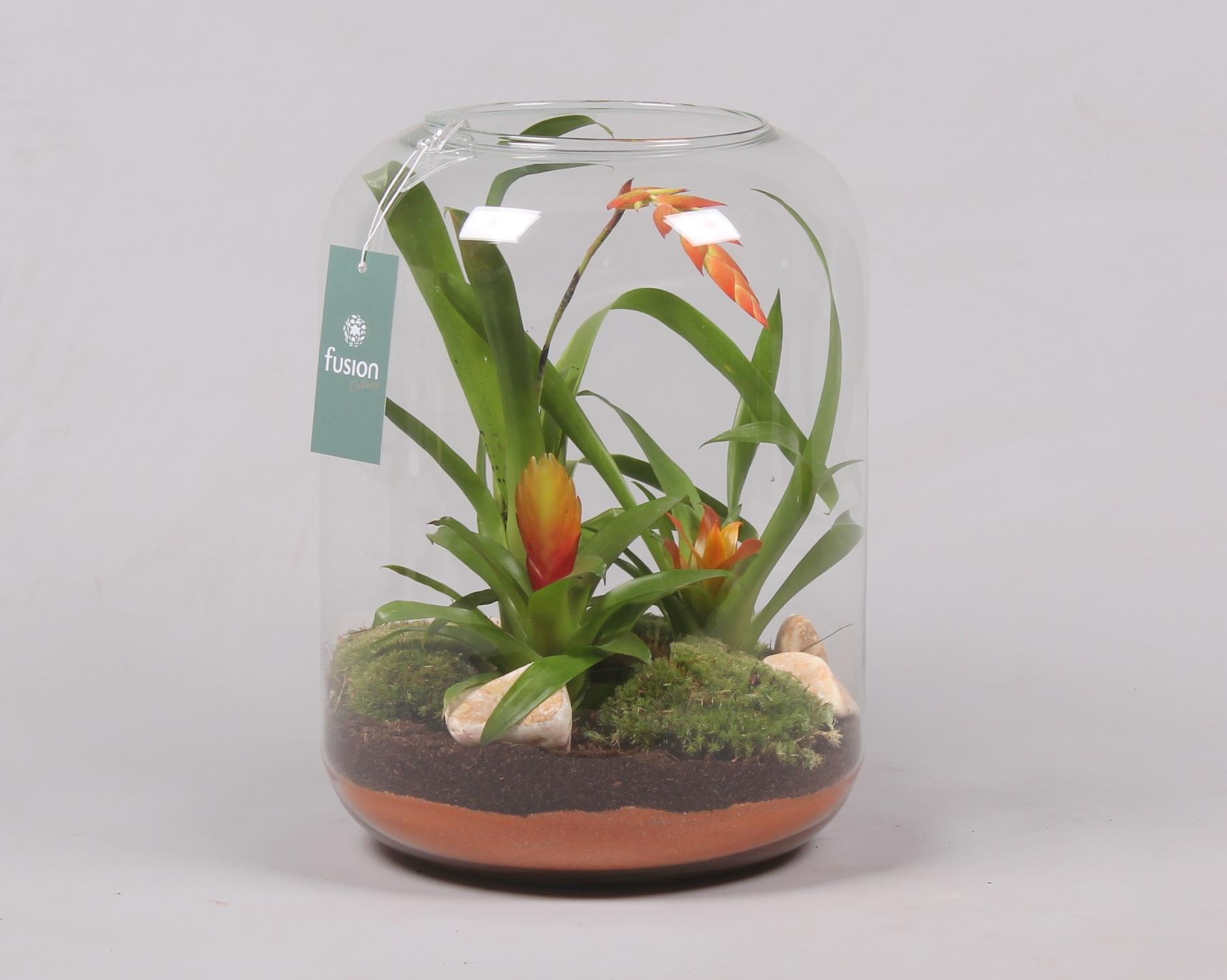 Green Bottle Isabella XLarge met Bromelia, D 23 cm Green Bottle Isabella XLarge met Bromelia, D 23 cm