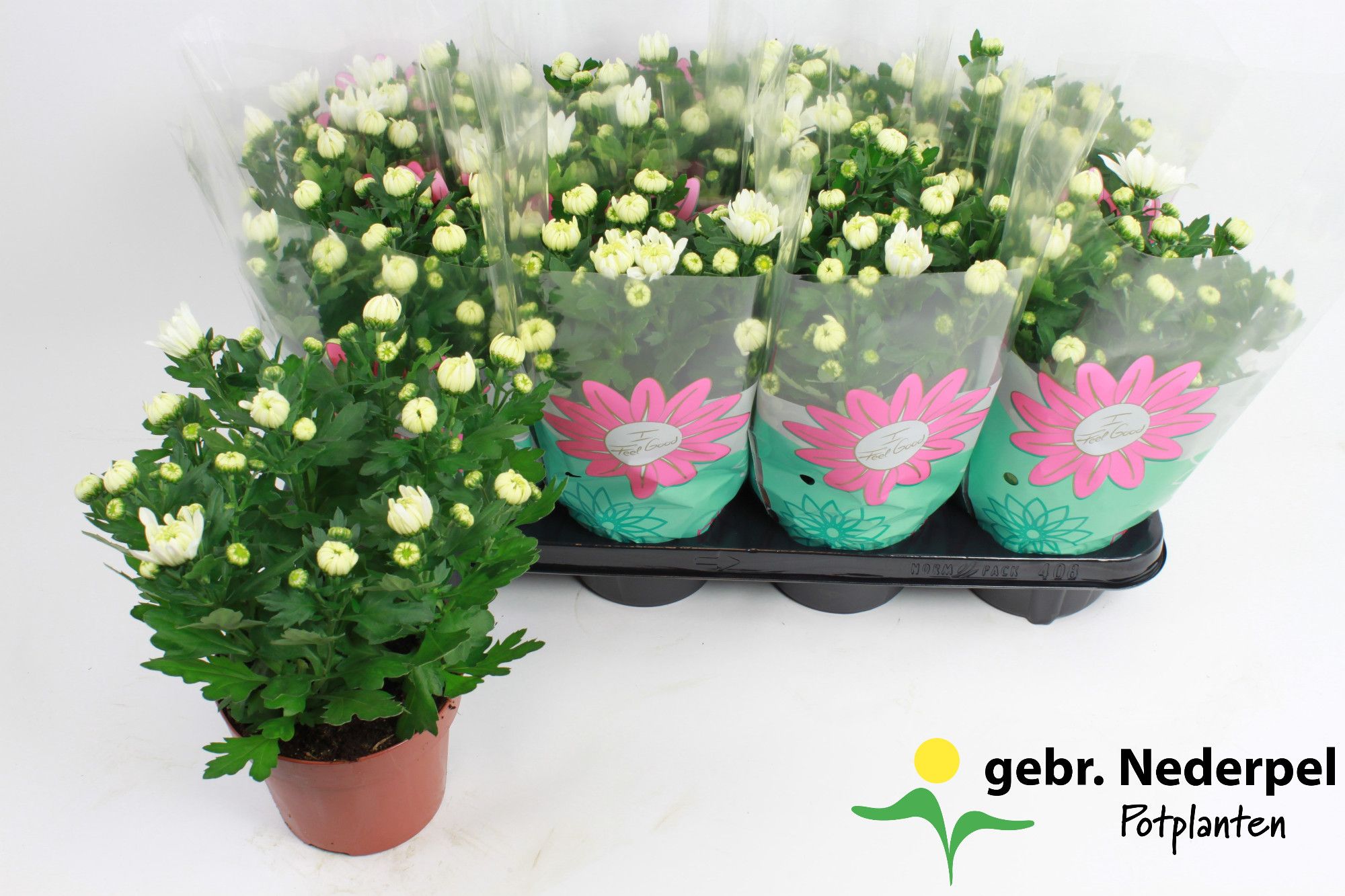 Chrysanthemum 'Chrystal White' Stadium 1, D 14