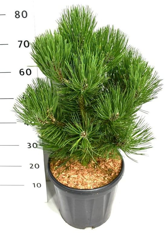 Pinus heldreichii 'Malinki', D 32