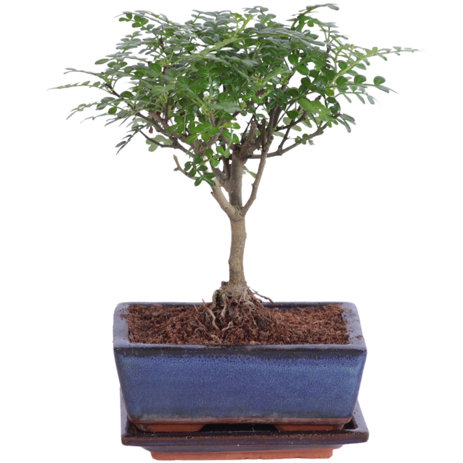 Bonsai 'Zanthoxylum' in ø15cm Ceramic Ball Shape with Saucer, D 15