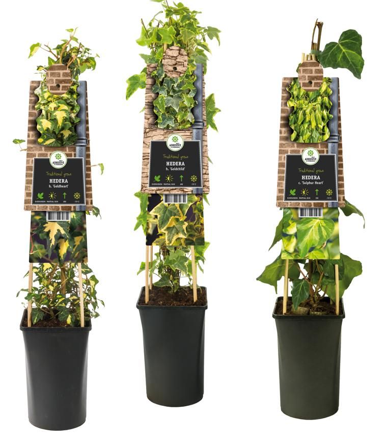 Mixshelf Hedera multicolored +3.0 label, D 17