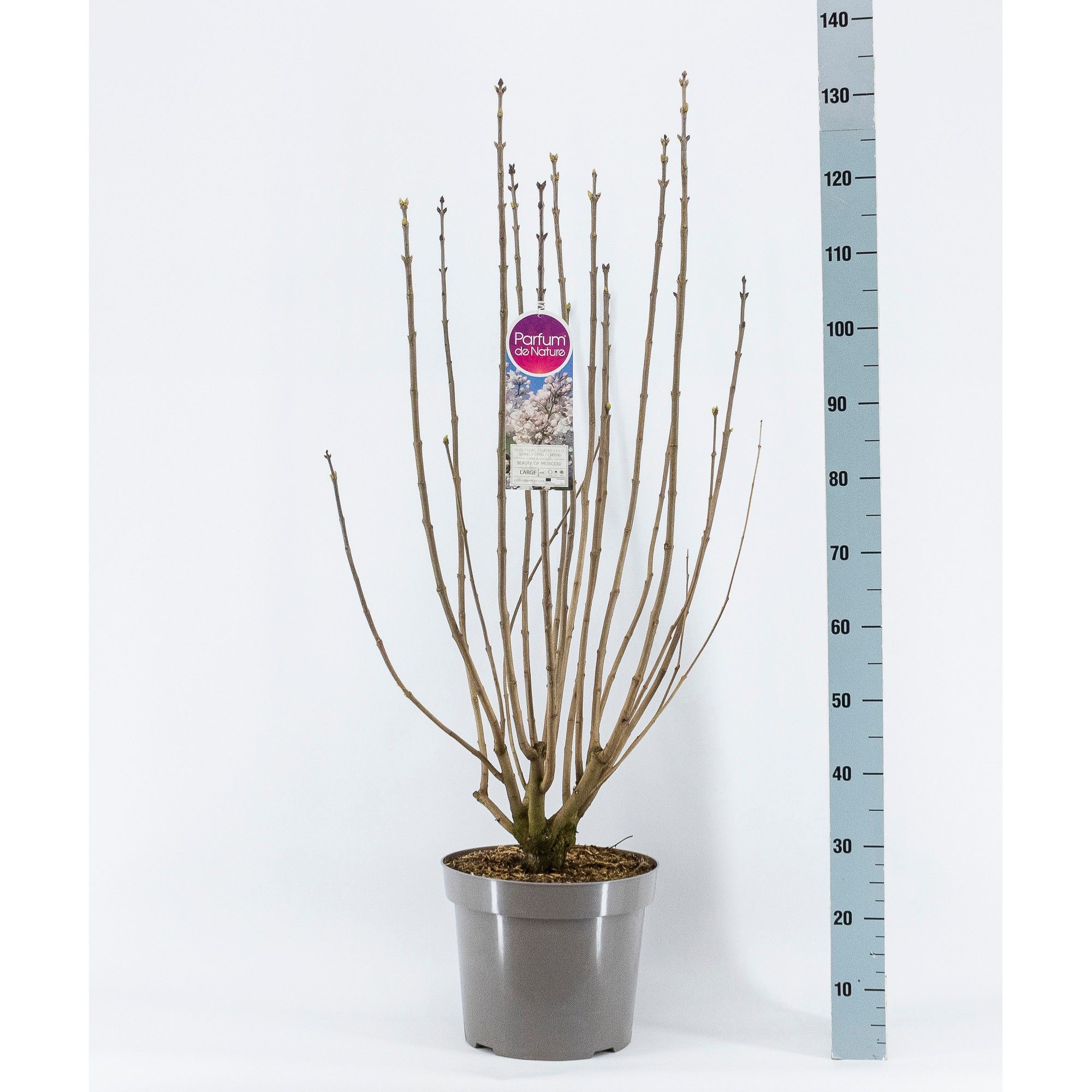 Syringa vul. Beauty of Moscow, 3-jarig, C15 Solitair, D 32