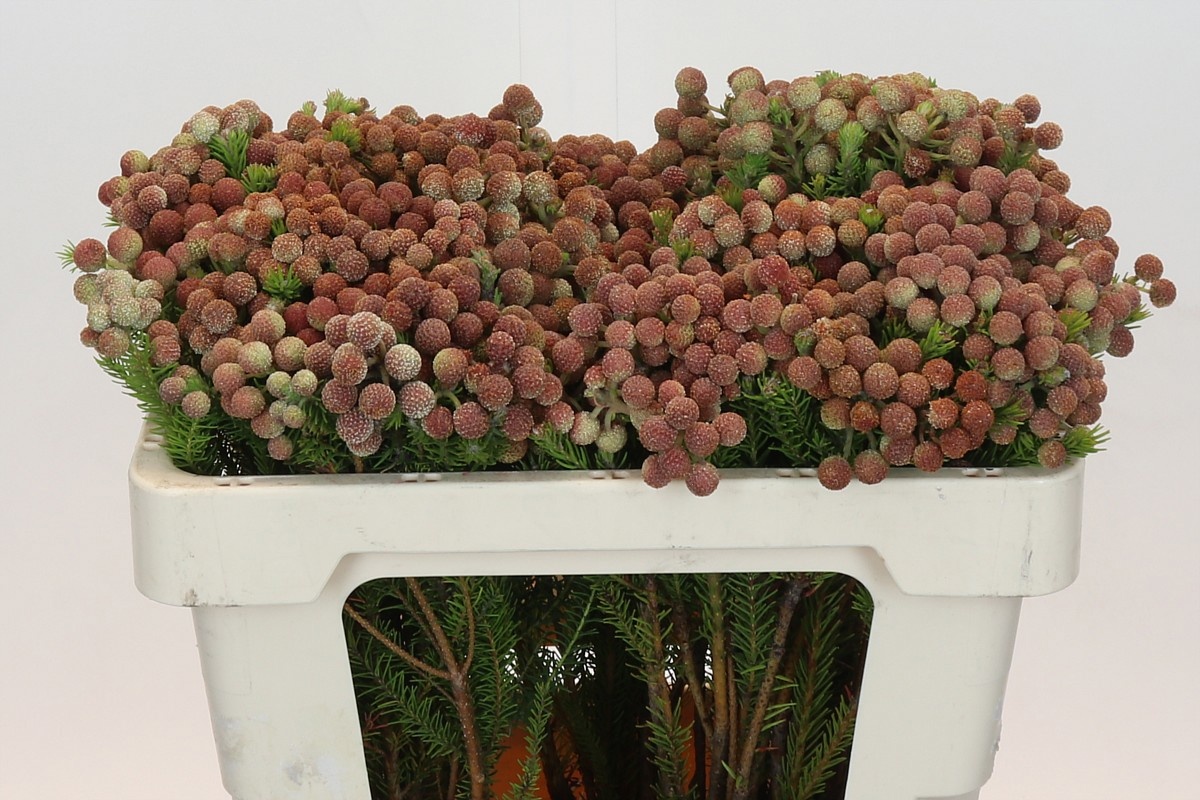 Берзелия Скуарроса 50, шт.