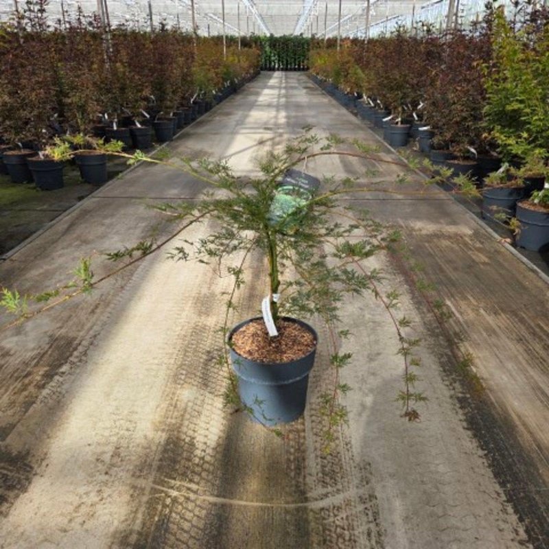 Acer pal. 'Emerald Lace', D 32