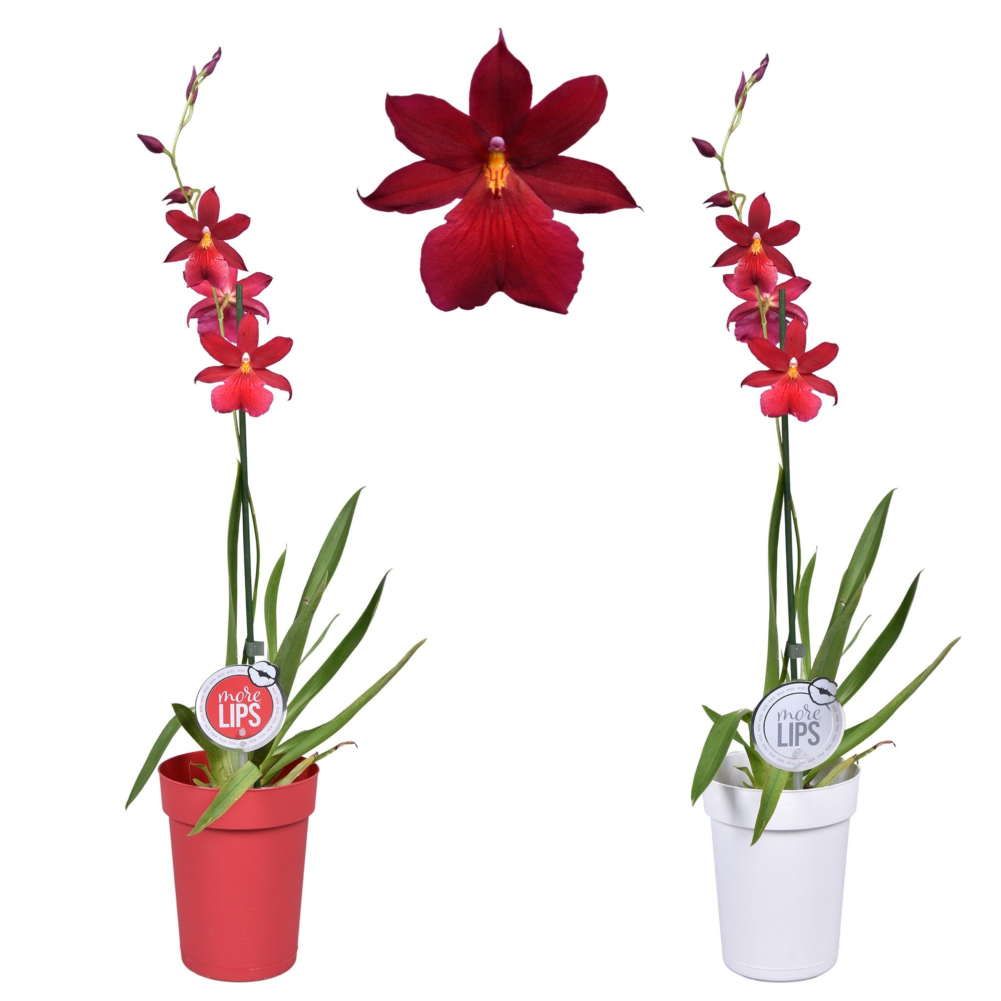 MoreLIPS® Cambria 'Nelly Isler' 1 tak met rode en witte pot, D 12