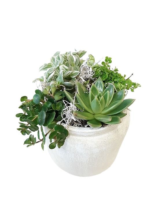 RWP16WGMX Rude White Pot Mini groenmix, D 16