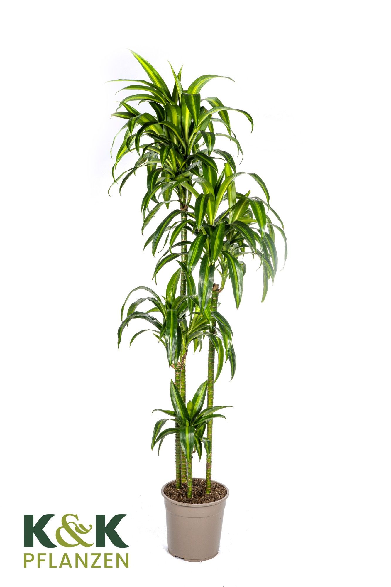 Dracaena deremensis Hawaiian Sunshine T27, D 27