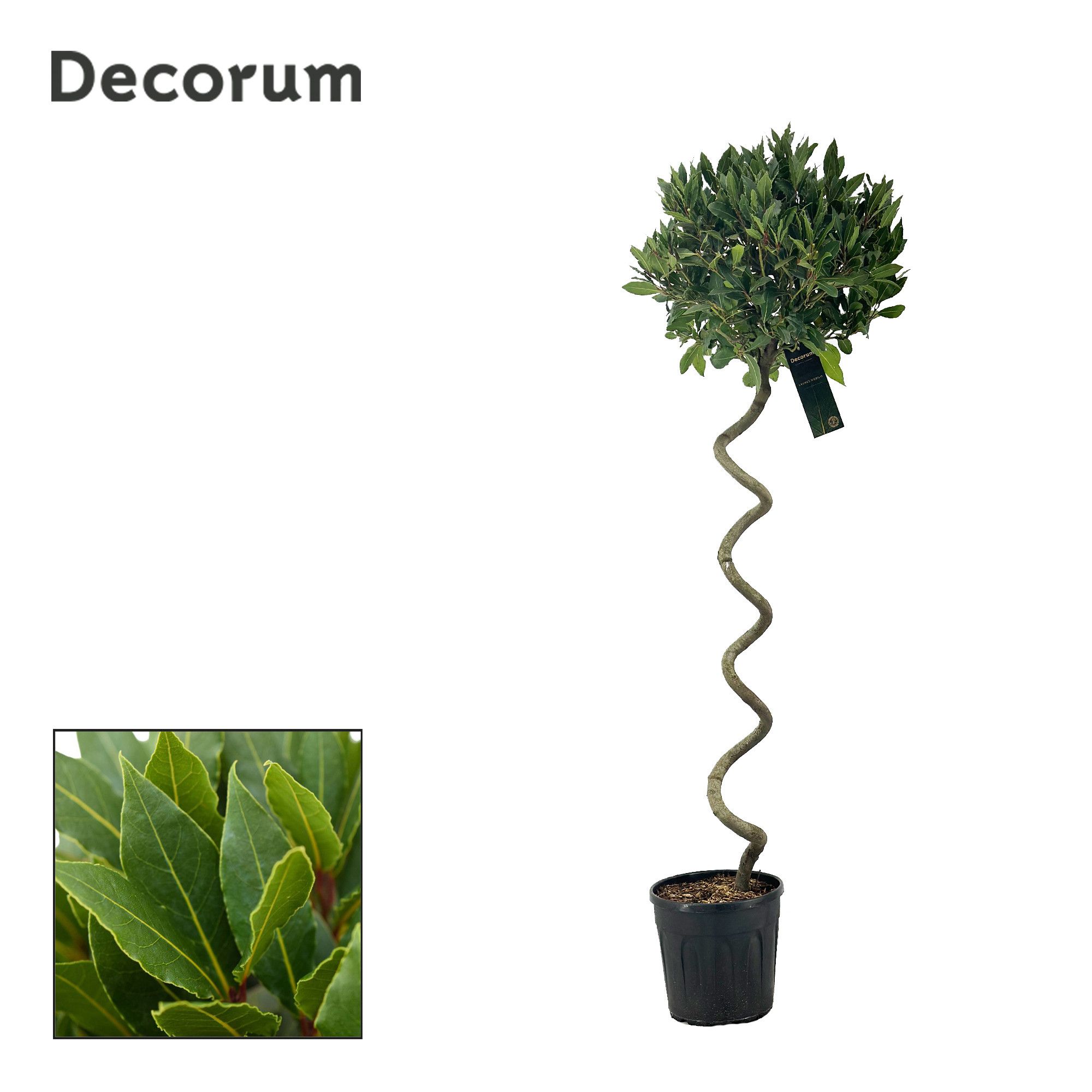 Laurus nobilis Kurketrekker, D 25
