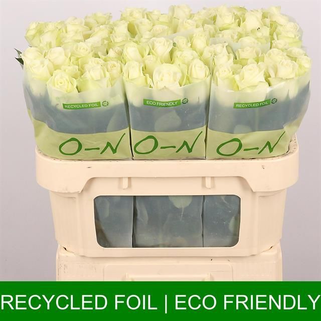 Роза од. Сноусторм+ 70, шт.