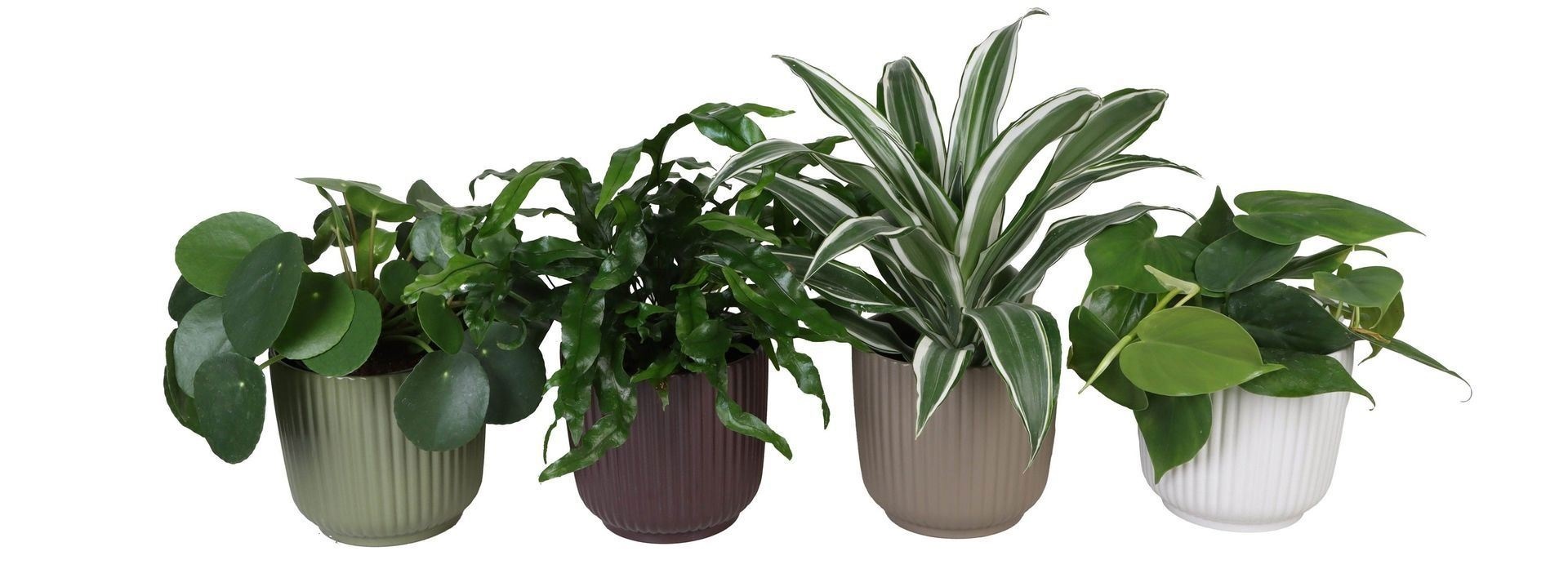 L 67324 with Green Mix 12 cm, D 12