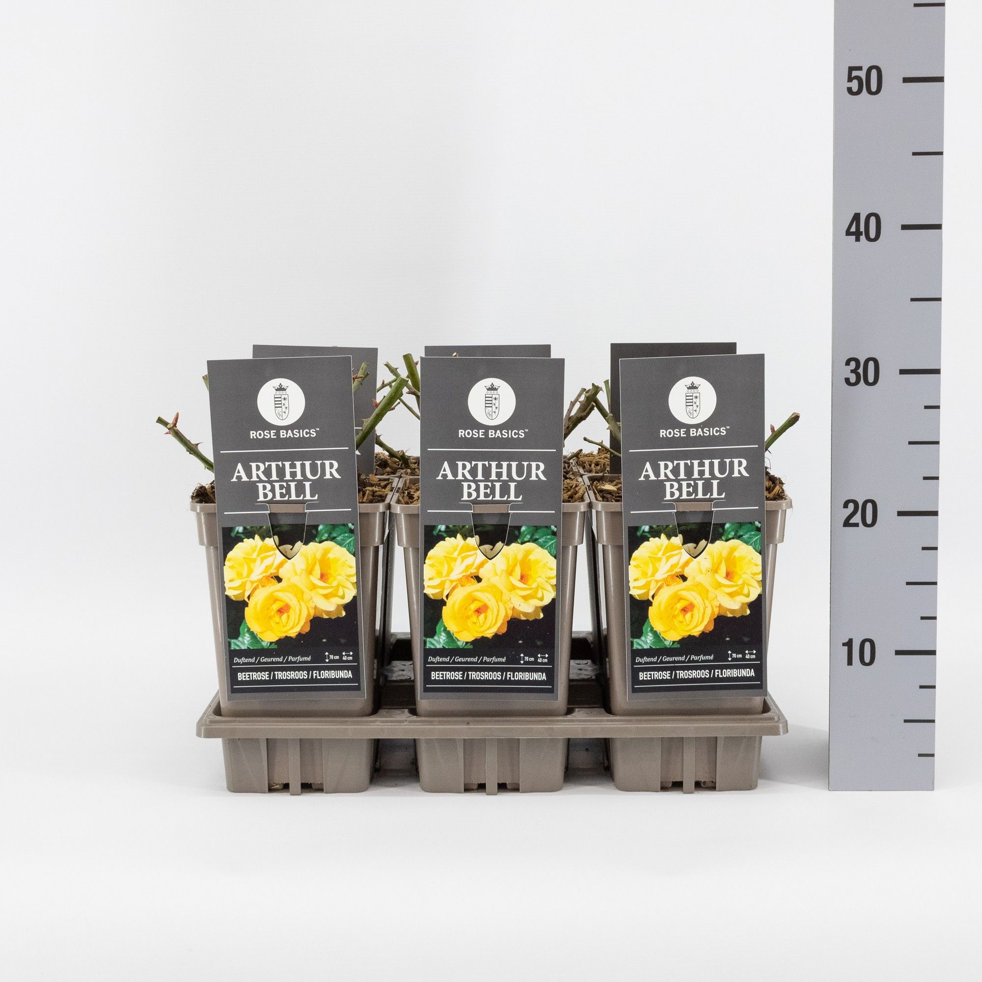 Rosa (F) Arthur Bell, C3, D 17