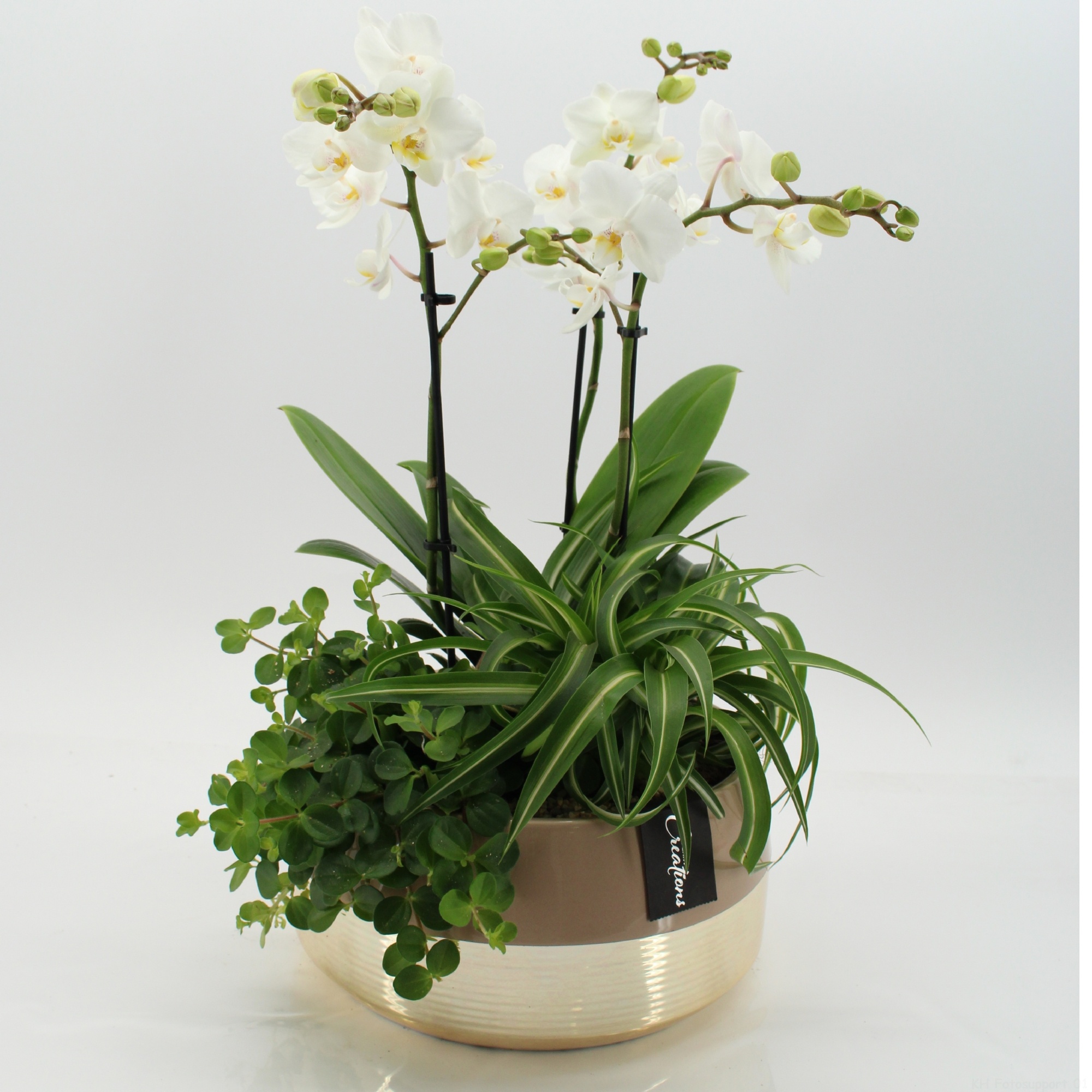 LICR-2618W Limited Edition Phalaenopsis, D 25