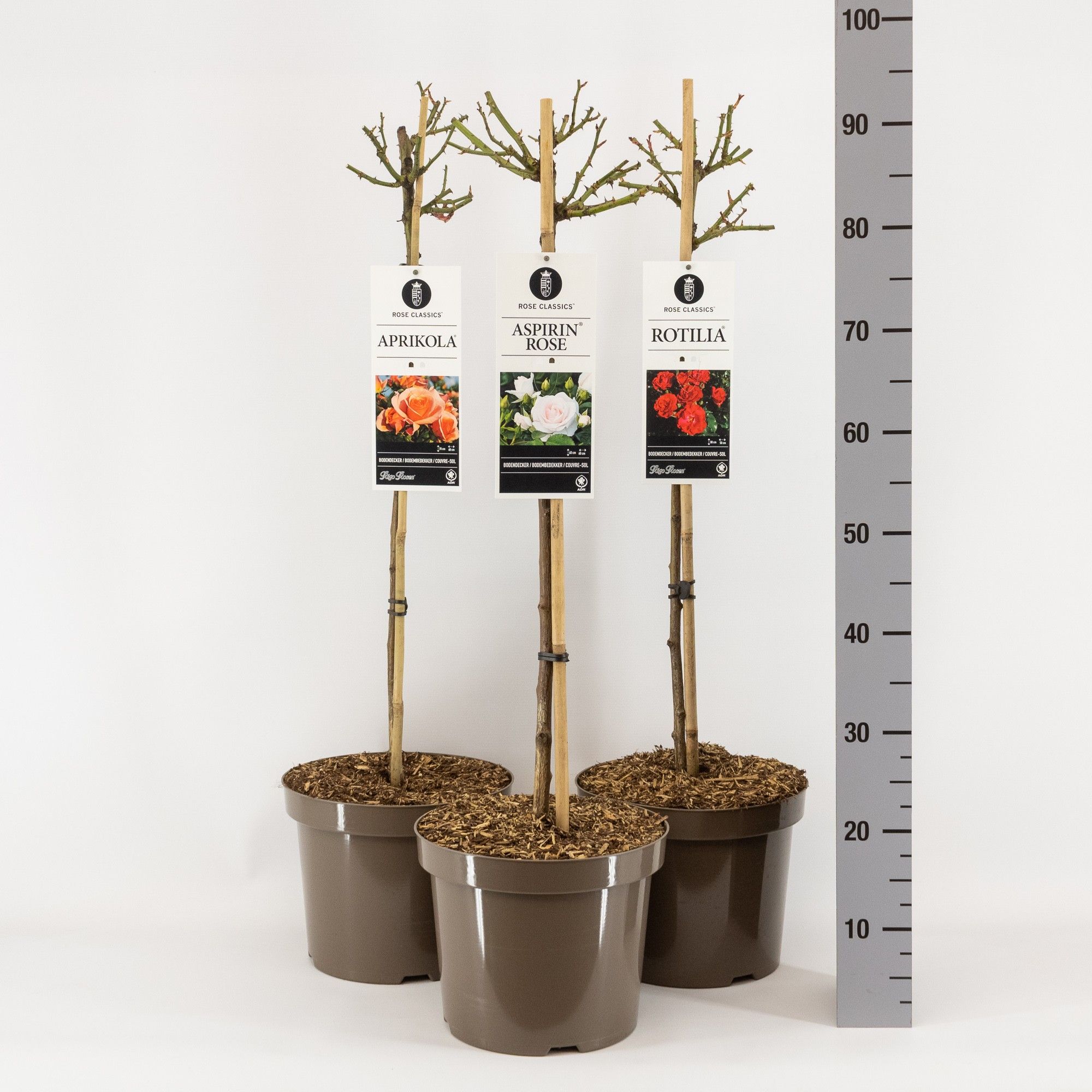 Rose Classics (P) mix, stam 70, C7.5, D 26