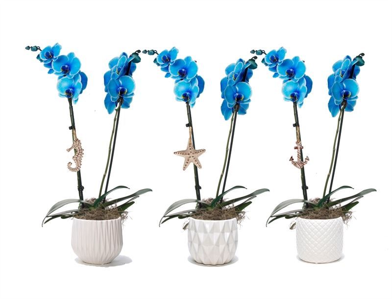 Dolomite p12 White mix Phal I am Blue 2T14+, D 12