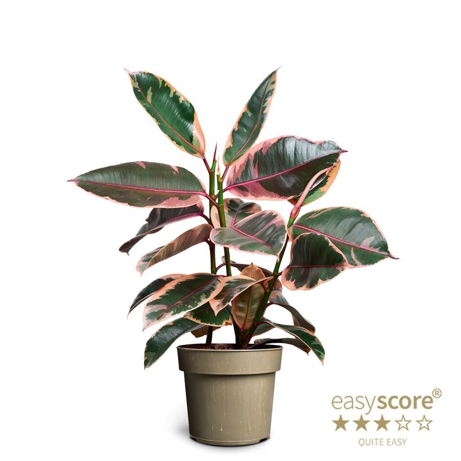 Ficus elastica ´Belize´, D 17